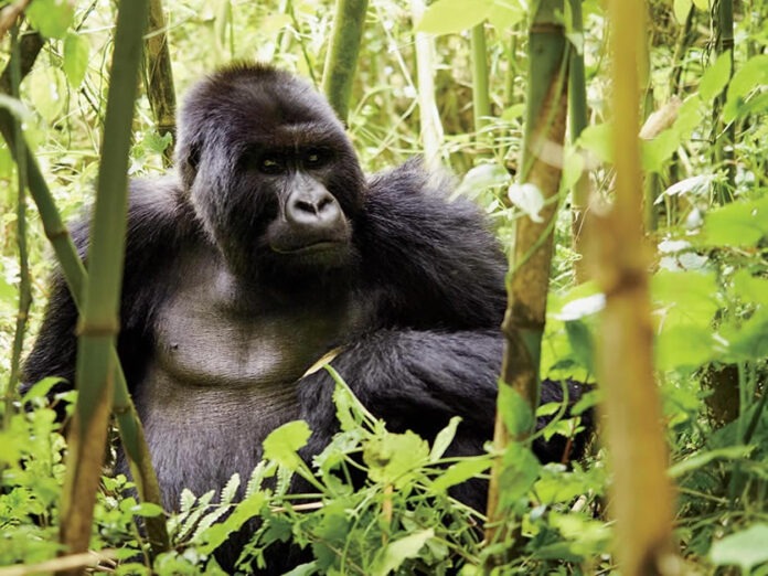 Experience a 4-day Rwanda safari, from gorilla trekking in Volcanoes National Park to exploring Rwanda’s rich wildlife and scenic landscapes. Book your adventure!